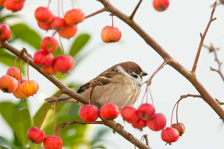 flowering-crabapples-with-persistent-fruit